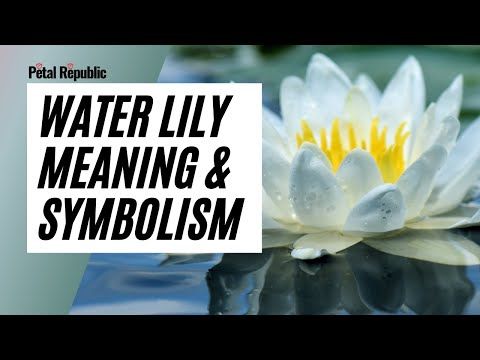 Water Lily Flower Meaning & Symbolism