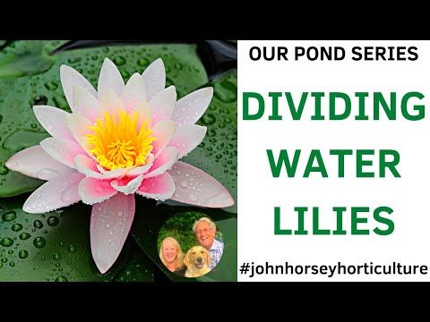 HOW TO DIVIDE AND PLANT WATER LILIES IN YOUR GARDEN POND