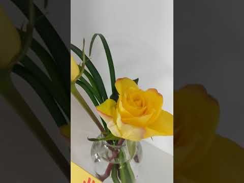 What Does a Yellow Rose Mean?