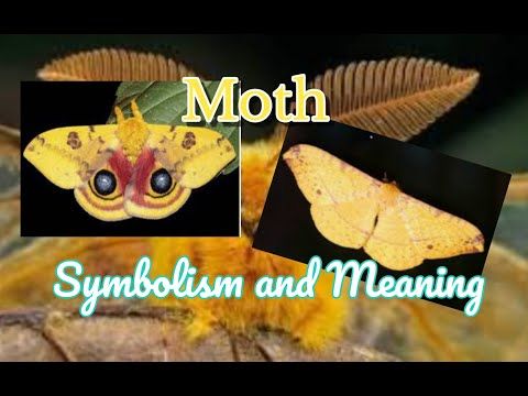 Moth Symbolism and Meaning