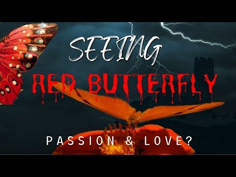 Red Butterfly Meaning | Passion & love | Butterfly Symbolism
