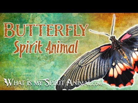 Butterfly Spirit Animal Butterfly Totem & Power Animal | Butterfly Symbolism & Meanings
