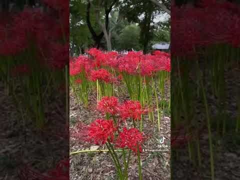 The meaning of spider lilies - 彼岸花 higanbana