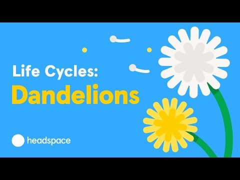 The Mindful Evolution of the Dandelion