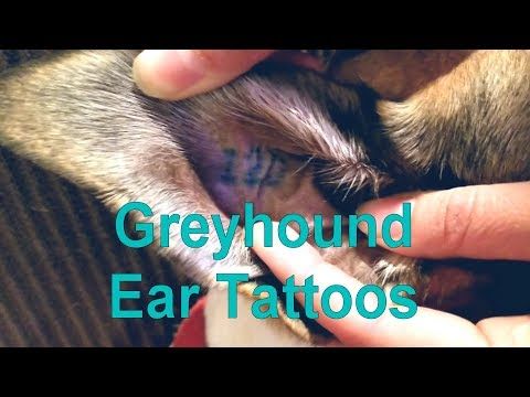 Ear Tattoos [2.4]